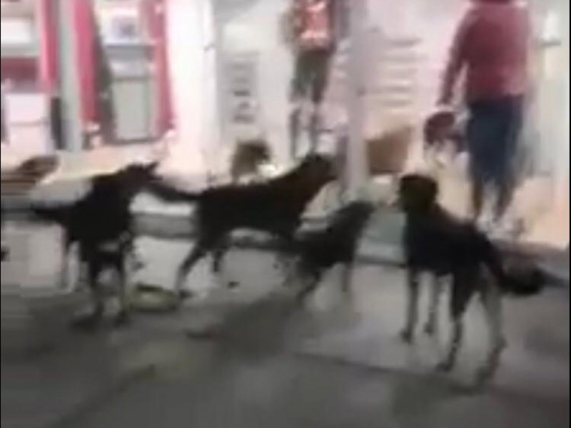 Atacan perros a mujer en Rafael Lara Grajales