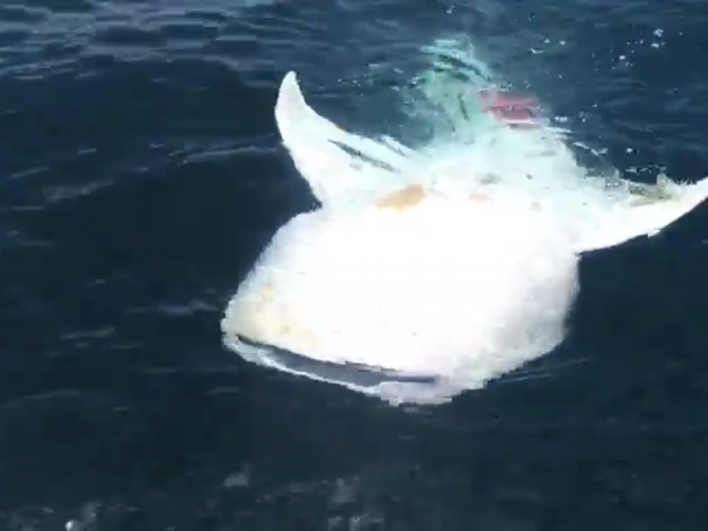 Ataque de Orca a Tiburón Ballena La Paz