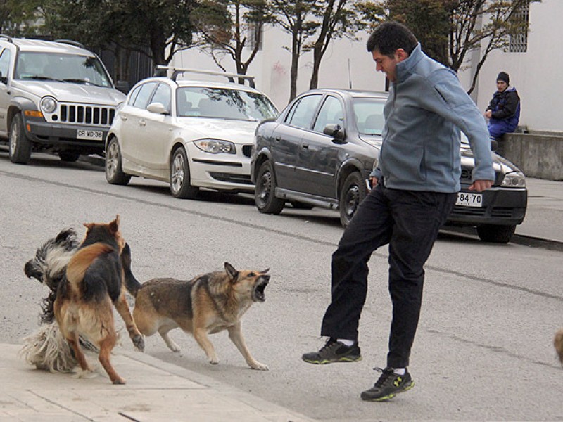 Ataque de perros agresivos, responsabilidad de propietarios: FIHA