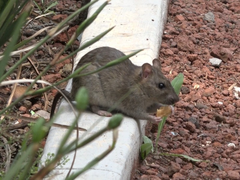 Atenderán problema de plaga de ratas en parque de Toluca