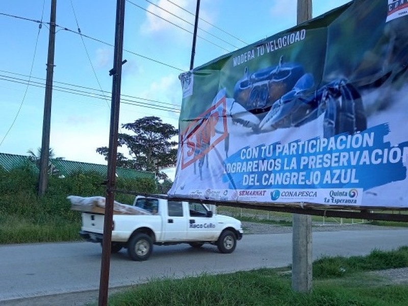 Atentos a próxima veda del  Cangrejo Azul en Tuxpan