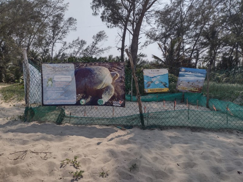 Atentos al arribo de tortugas en Barra Galindo