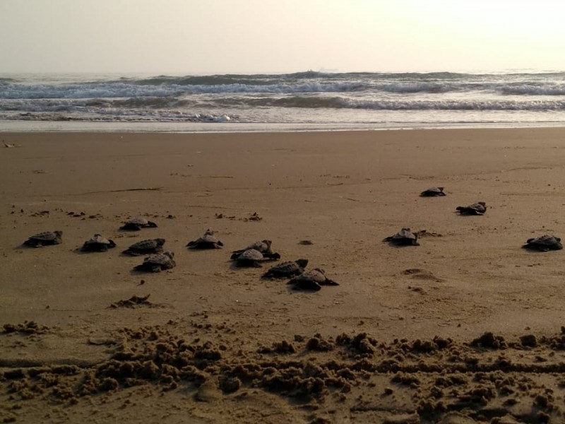 Atentos ante inicio de temporada de arribo de tortugas