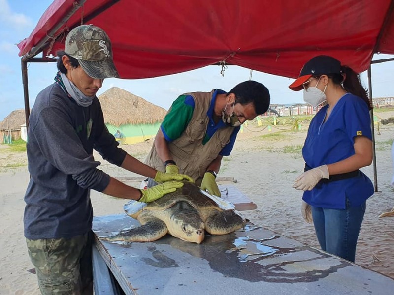 Atentos ante neoplasias en tortugas