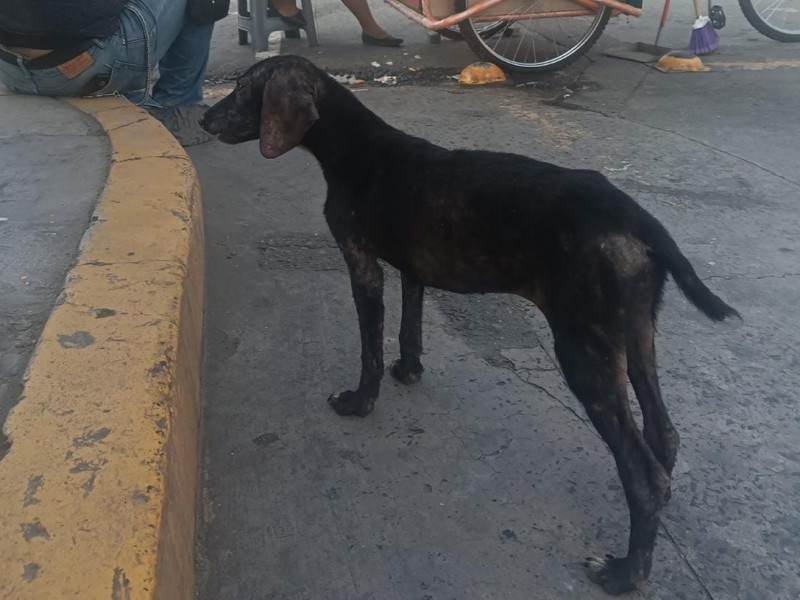 Atentos de casos de maltrato  animal en Tuxpan