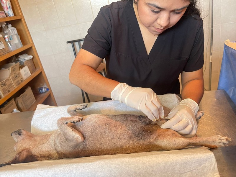 Atiende CCA 55 esterilizaciones a mascotas en agosto