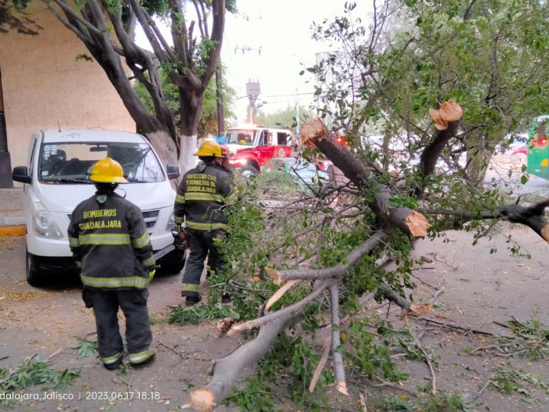 Atiende PC caída de 23 árboles en Guadalajara