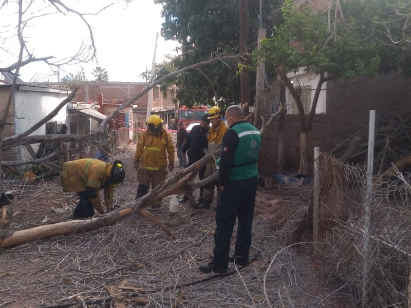 Atiende Protección Civil  reporte de árbol caído sobre vivienda