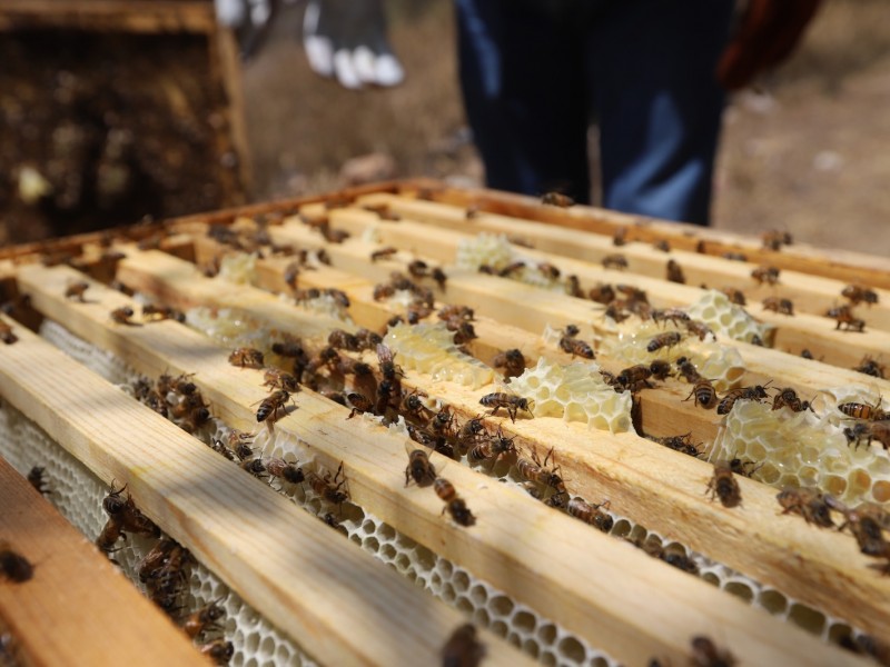 Atienden a apicultores de Querétaro