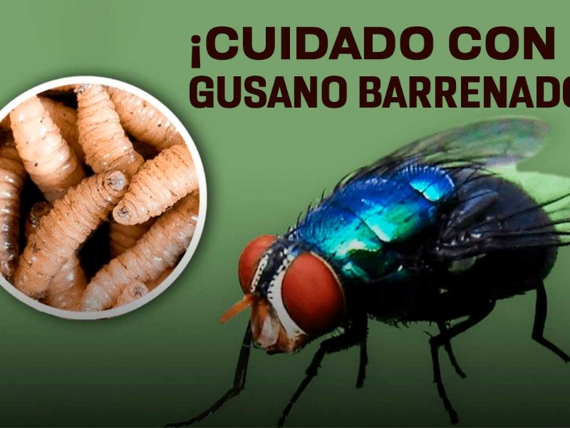 Atienden 10 nuevos casos de gusano barrenador en Oaxaca