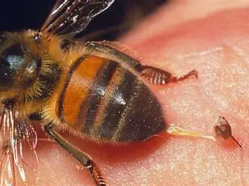 Atienden a 19 personas por ataque de abejas en San Carlos