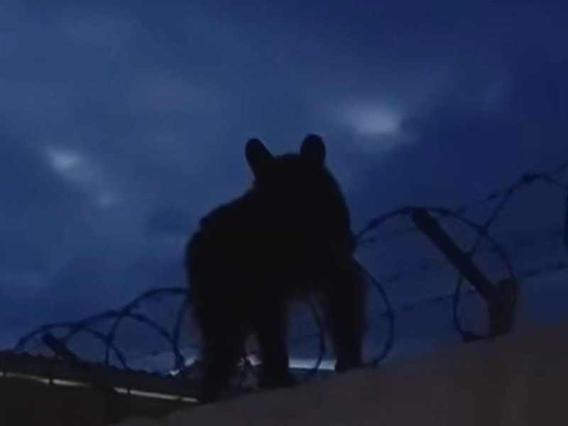 Atienden avistamiento de oso en zona urbana de Ímuris