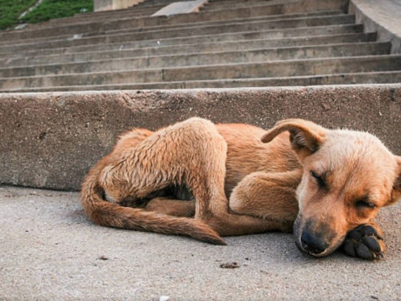 Repuntan casos de maltrato animal en un 80%