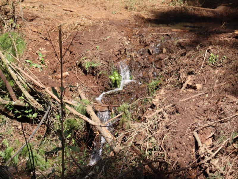 Atienden denuncia por tala en tenencia de Atécuaro