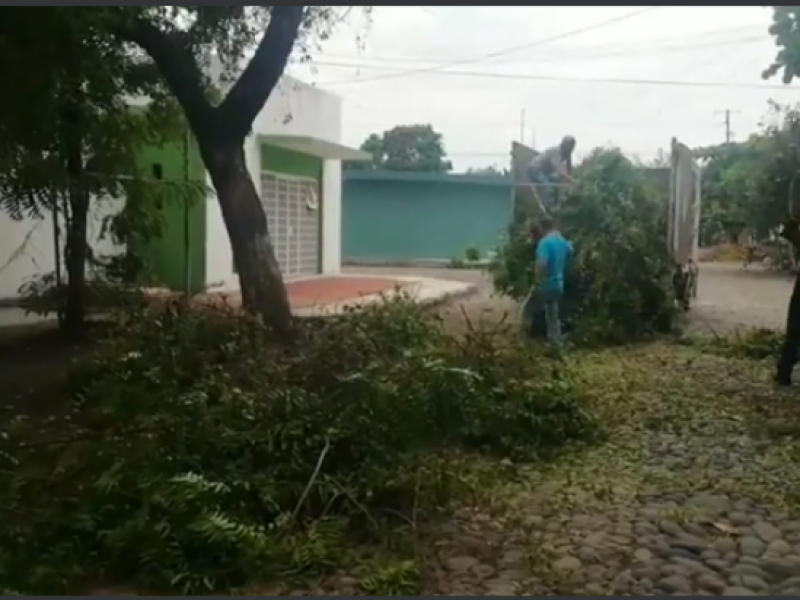 Atienden reportes de árboles que generan riesgo ante lluvias