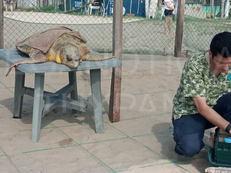 Atienden varamiento de tortuga Caguama en playas de Tuxpan
