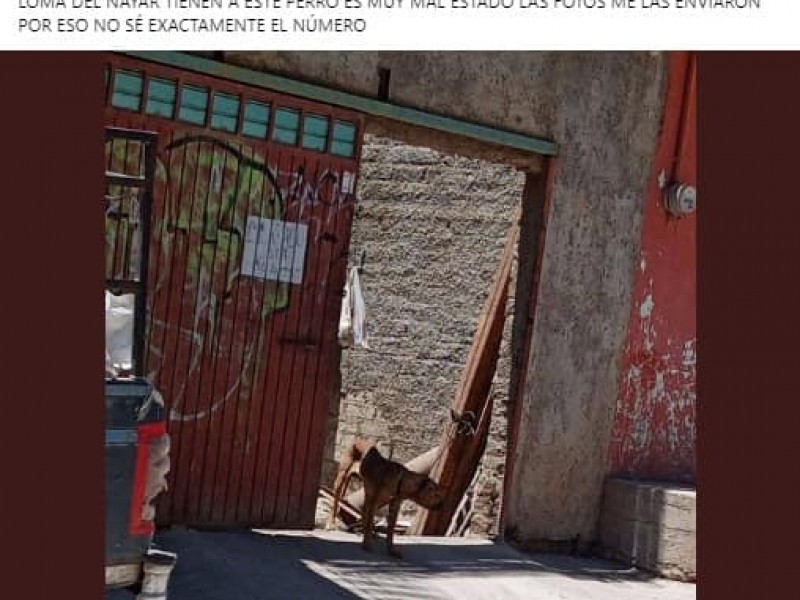 Atienen supuesto caso de maltrato animal en colonia Loma Hermosa