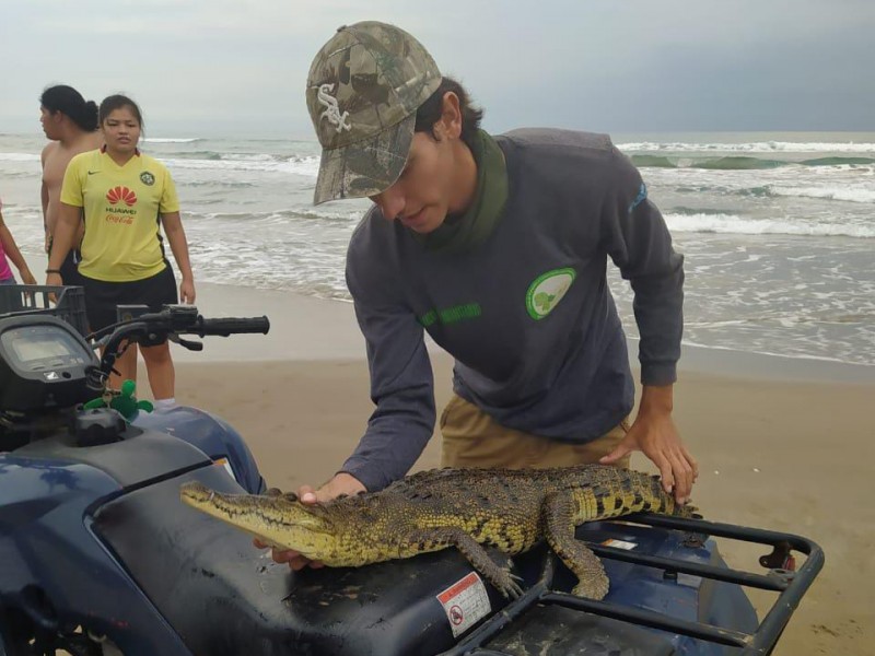 Atípico avistamiento de cocodrilo en playas de Tuxpan