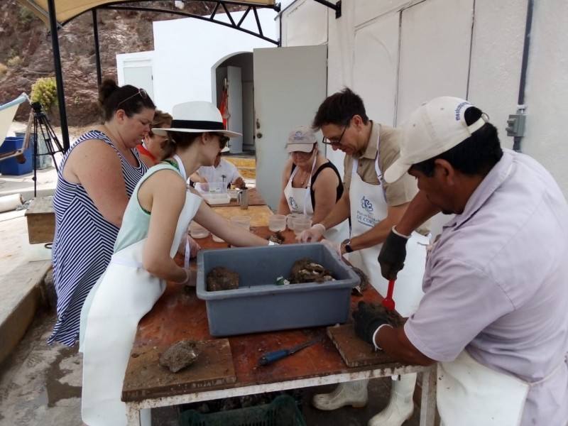 Atraen a joyeros perlas del Mar de Cortez