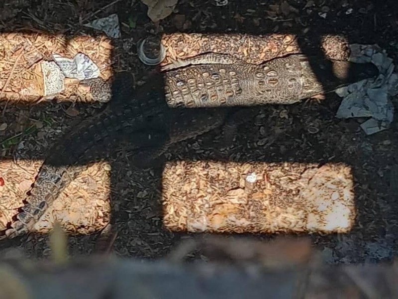 Atrapan a cría de cocodrilo en la colonia Patria Nueva