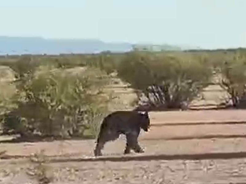Atrapan a oso de 70 kilos en corral del ejido Finisterre