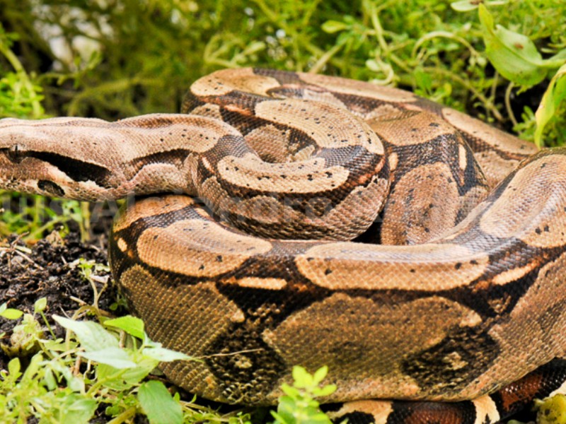 Atrapan a serpiente en calles de Xalapa