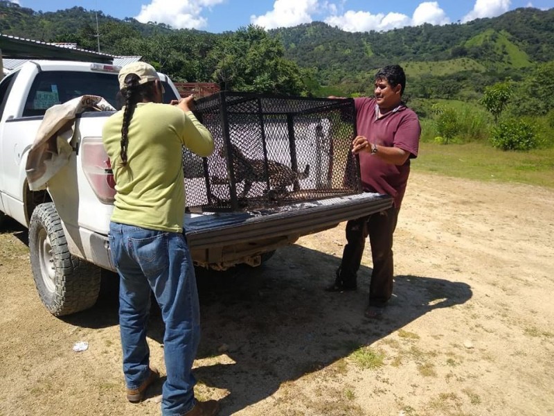 Atrapan Ocelote y lo liberan en Sierra de Tecpan