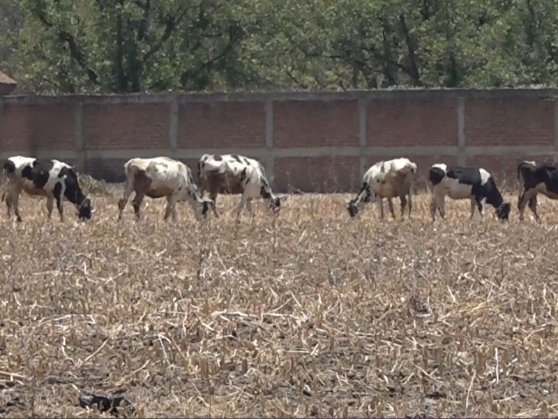 Atrasan campesinos siembra de tierras por sequia en León