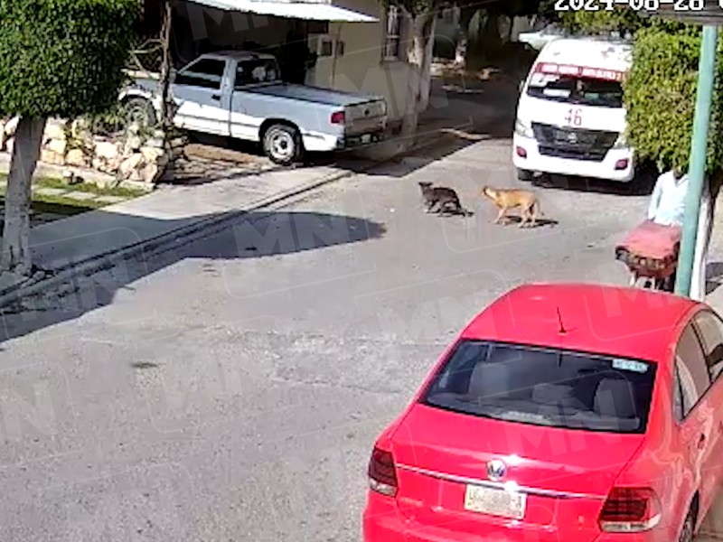 Atropellamiento de mascotas, segundo delito contra animales después del envenenamiento