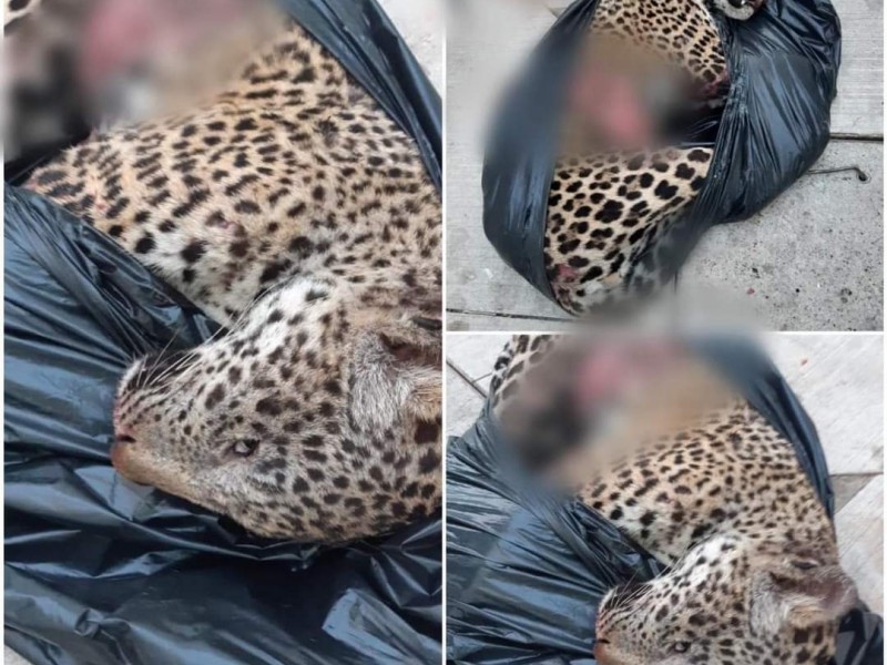 Atropellan a jaguar en la nueva carretera hacia Puerto Vallarta
