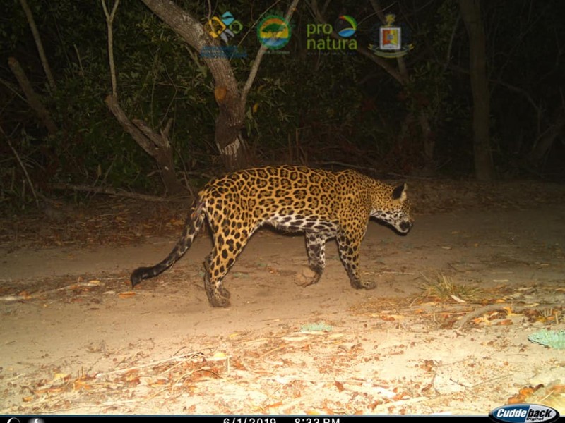 Atropellan a Janis, jaguar emblema del programa Jaguares Sin Protección