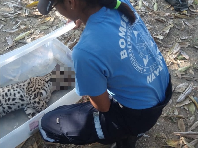 Atropellan a ocelote en Bahía de Banderas