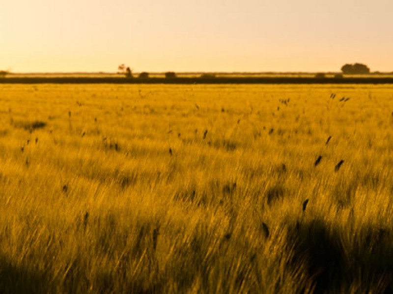 Auguran agricultores buen año para cultivar totalidad de hectáreas