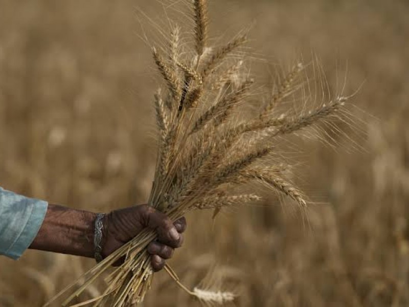 Aumenta 35% costo del trigo por conflicto en Ucrania