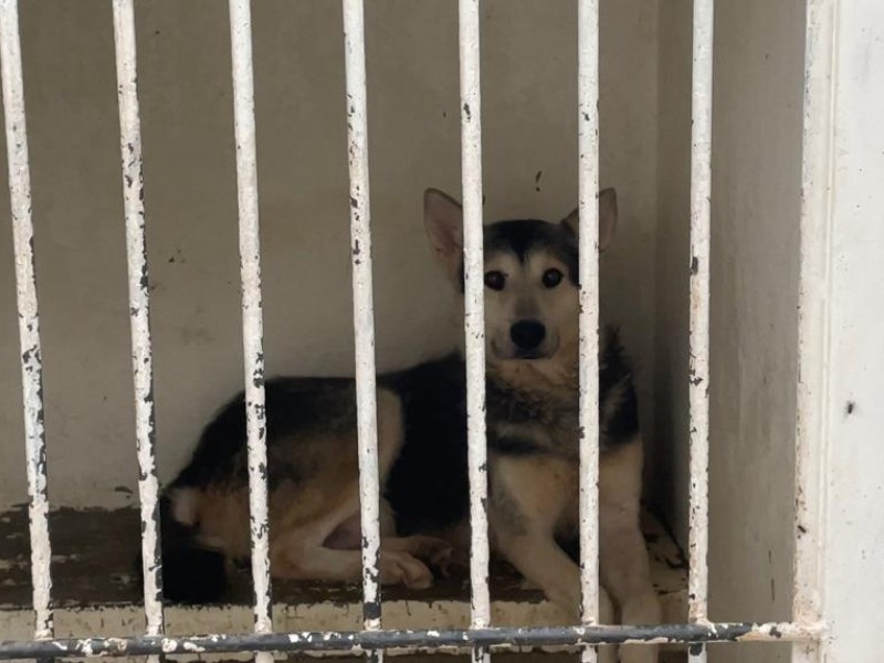 Aumenta 400% abandono de perros en Zacatecas