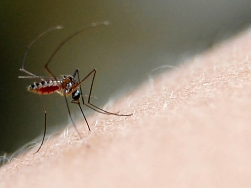 Aumenta a 28 los casos positivos de dengue en Guasave