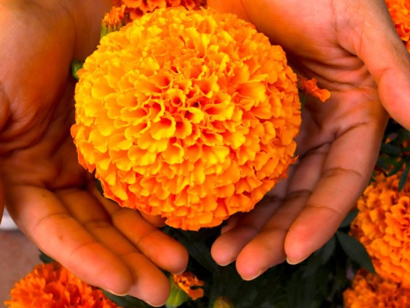 Aumenta costo de flor de cempasúchil durante día de muertos