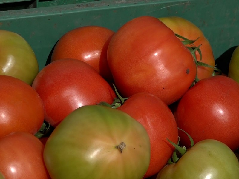 Aumenta de 24 hasta 42 pesos el kilo de tomate