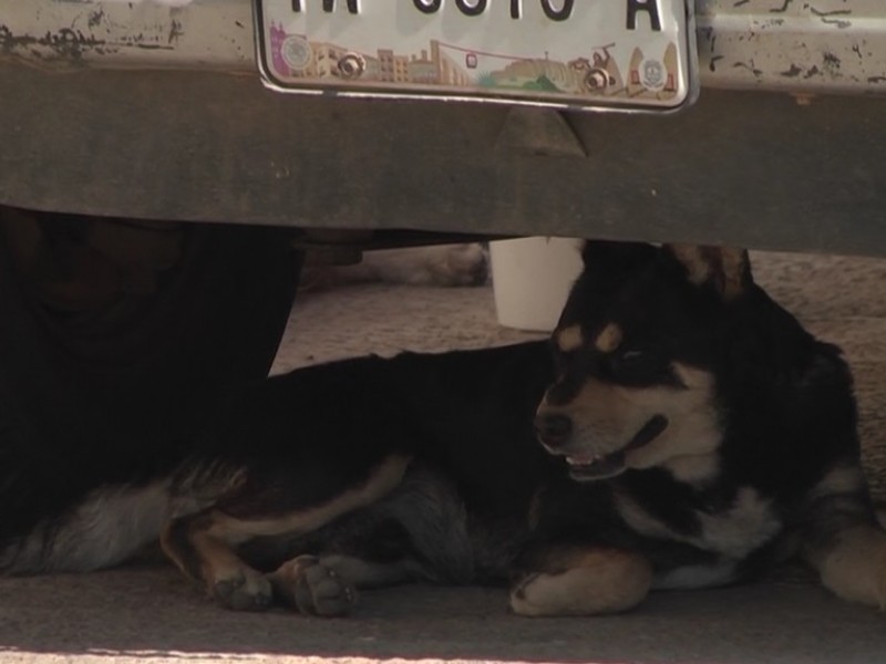 Aumenta demanda de esterilización canina