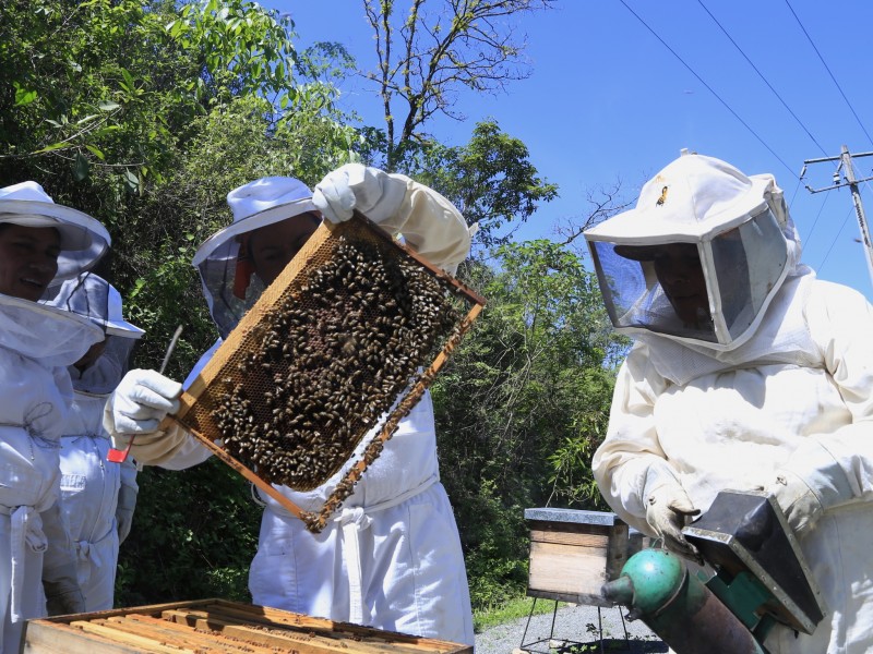 Aumenta edad promedio de apicultores michoacanos