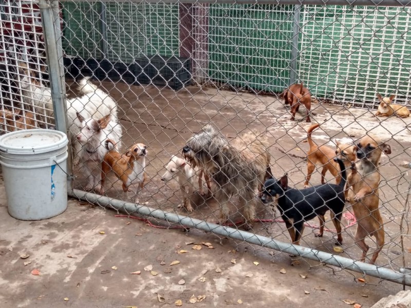 Aumenta el número de animales abandonados por miedo al COVID-19