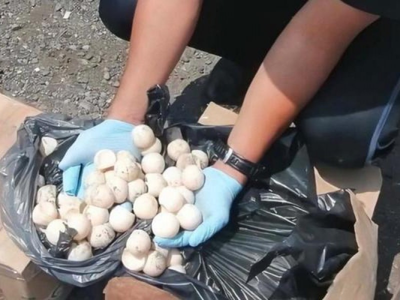 Aumenta el trafico de huevos de tortuga golfina en Oaxaca