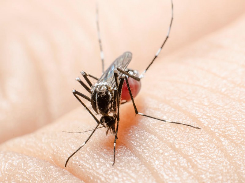 Aumenta en 600% los casos de dengue en Nayarit