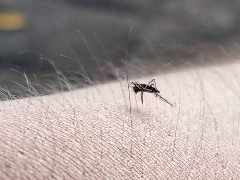 Aumenta hasta 81% casos de dengue en Chiapas