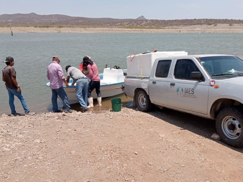 Aumenta  200% la producción de tilapia en 2023