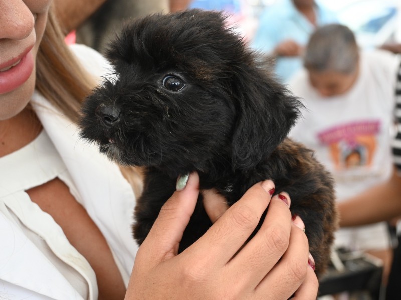 Aumenta interés de Tuxpeños por adoptar mascotas