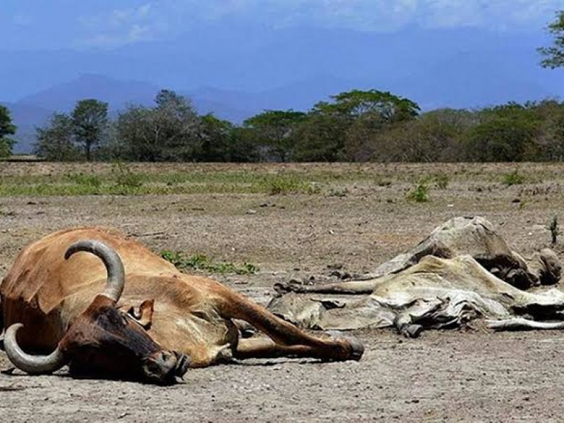 Aumenta mortandad de ganado por sequía y falta de alimento
