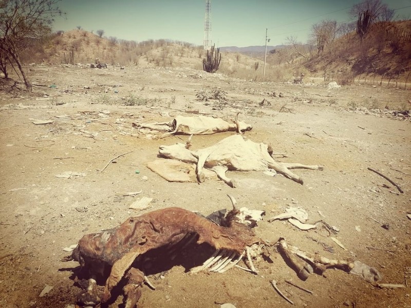 Aumenta muerte de ganado, en riesgo patrimonio de ganaderos