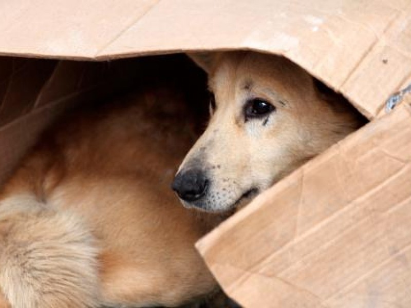 Aumenta número de mascotas abandonadas