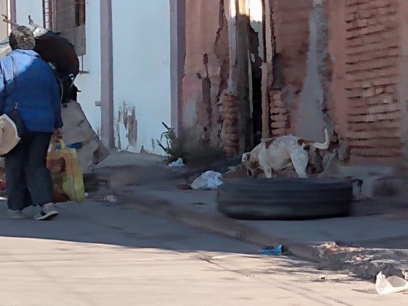 México primer lugar en perros callejeros